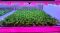 Indoor growing lettuce