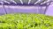Light and temperature balance with indoor growing lettuce