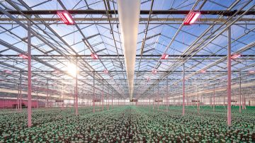 the challenge is to grow top quality chrysanthemums year round
