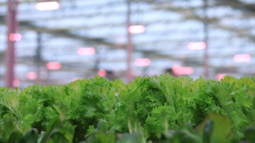 Leafy vegetables One Farm Co., Ltd.