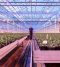Greenhouse