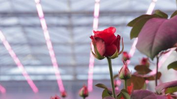 Descubre cómo mejorar tus cultivos con la iluminación LED para rosas de Philips en nuestro folleto para floricultura