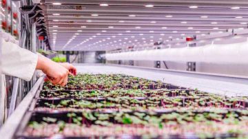 Luces LED para cultivos de lechuga: mayores rendimientos y cogollos compactos