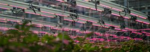 LED lighting solutions for Cannabis