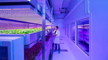 Les lampes de croissance LED pour les fraises permettent de produire des fruits plus sucrés au Centre GrowWise