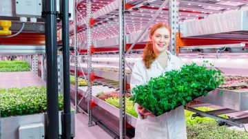Les lampes de croissance LED Philips pour les herbes augmentent le rendement et améliorent le goût