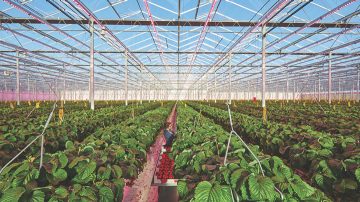 La serre Brookberries fait pousser des fraises toute l'année
