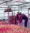 Plantes du parc Kernock