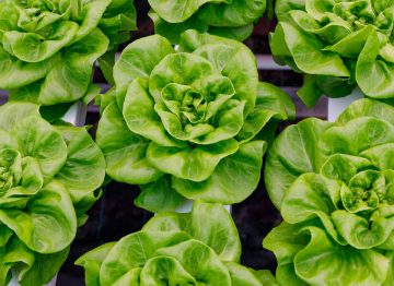 Croissance plus rapide, plantes de meilleure qualité, plus lourdes et plus uniformes tout au long de l'année