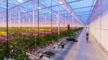 Éclairage en hauteur LED GreenPower dans la serre de Wim Peters