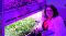 打开 LED 植物生长灯 Celine
