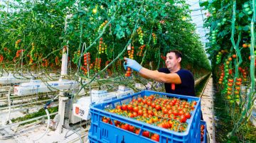 蔬菜专用 LED 室内植物生长灯可提高作物产量和质量	