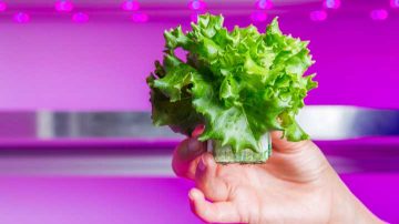 用于生菜种植的 LED 植物生长灯 – 产量更高，叶球紧实