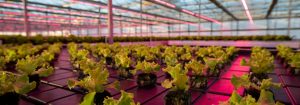 种植商使用 飞利浦 LED 植物生长灯将作物生长时间缩短了近 30%