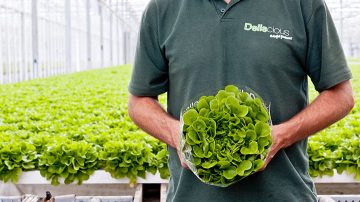Deliscious 是一家采用 飞利浦 园艺照明的生菜种植公司，Roy Delissen 和 Mark Delissen 是公司所有者 