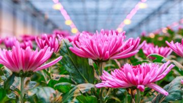 Las luces LED para cultivos de plantas mejoran la resistencia y el rendimiento en cultivos de crisantemos