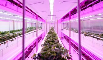 El reto de GrowWise