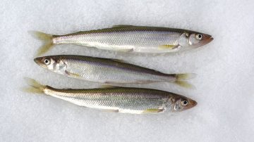 Fish in ice