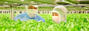 High-efficiency production of vegetables
