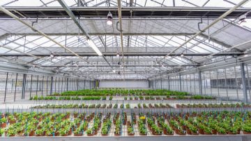 Ta reda på vad Philips LED-förökningsbelysning kan göra för dina grödor i vår broschyr om blomsterodling