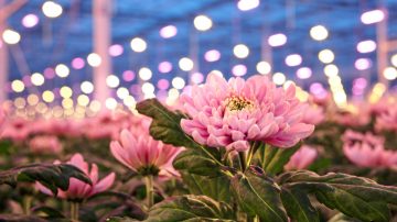 De kommersiella krysantemumodlarna Linflowers väljer Philips LED-växtbelysning för blommor för att förbättra sina grödor