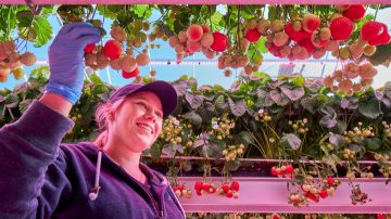 LED-lampor för fruktodling i växthus