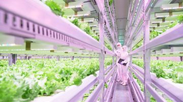 Understanding how to grow plants indoors