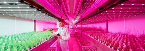 Full Light control per growth phase