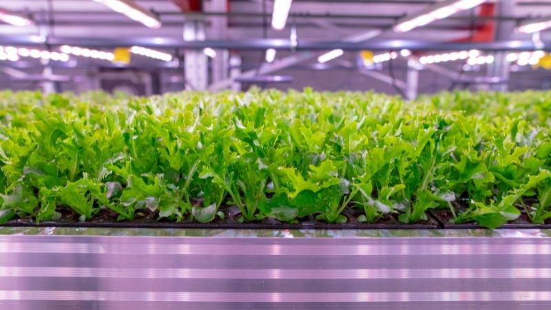 Agribusiness ladish