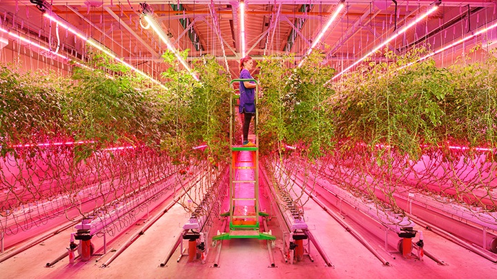 Vertical Farming