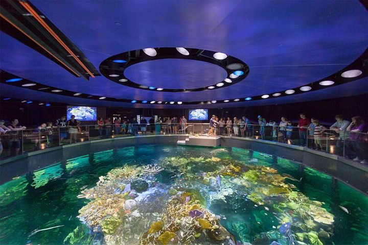Great ocean tank