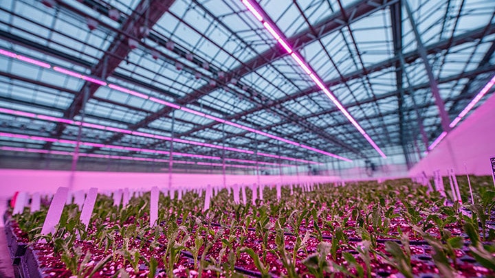 Lucas Greenhouse Philips LED