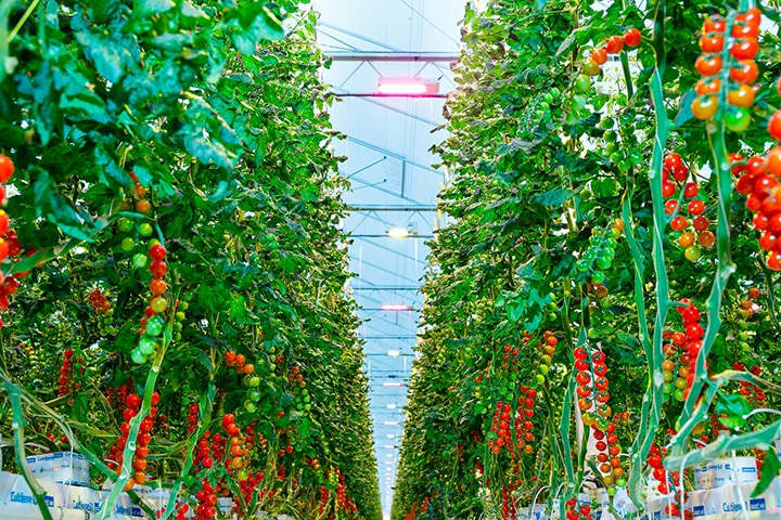 Tomatoes
