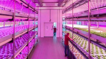 垂直农业 LED 植物生长灯